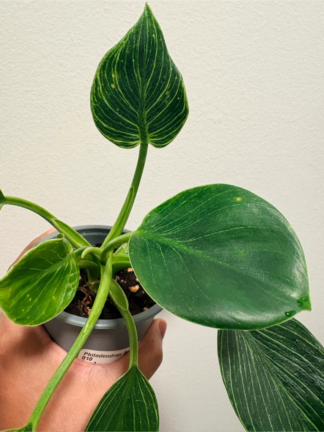 Philodendron Birkin Houseplant - photo 3