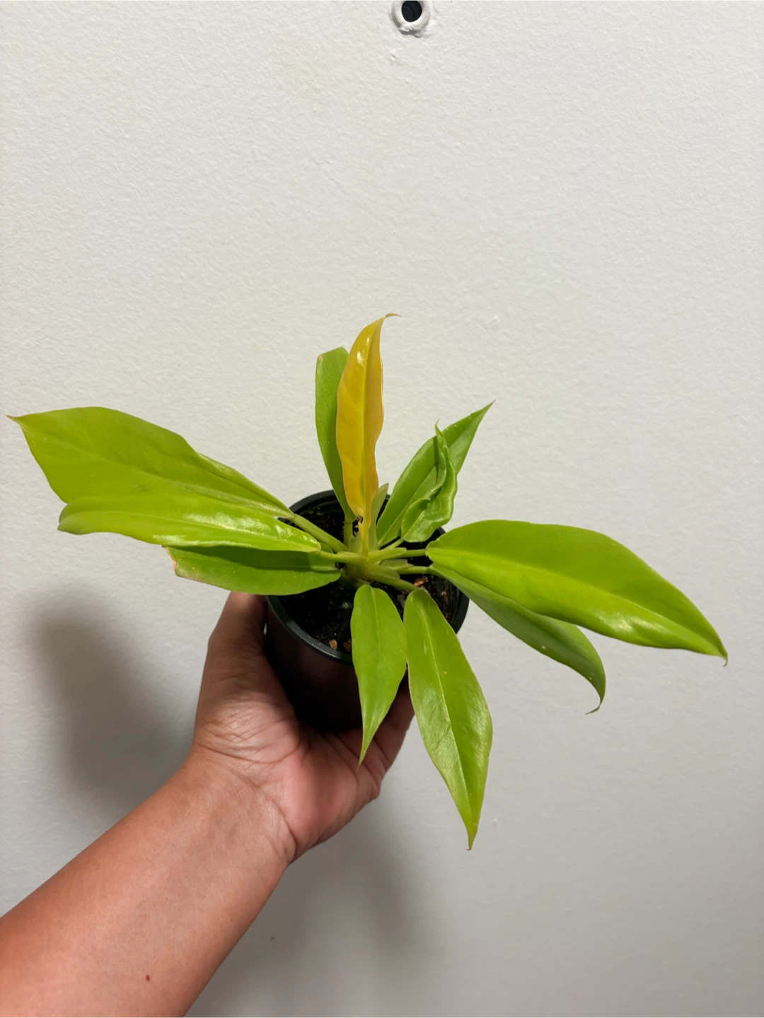 Philodendron Moonlight Houseplant