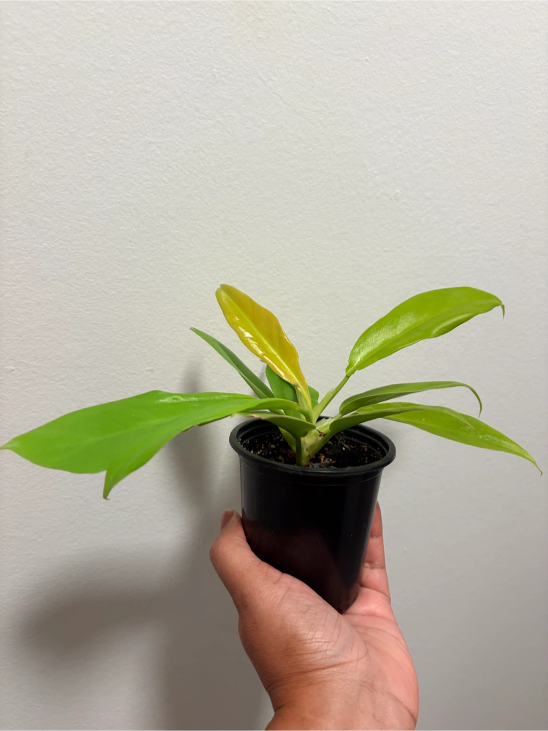 Philodendron Moonlight Houseplant - photo 2