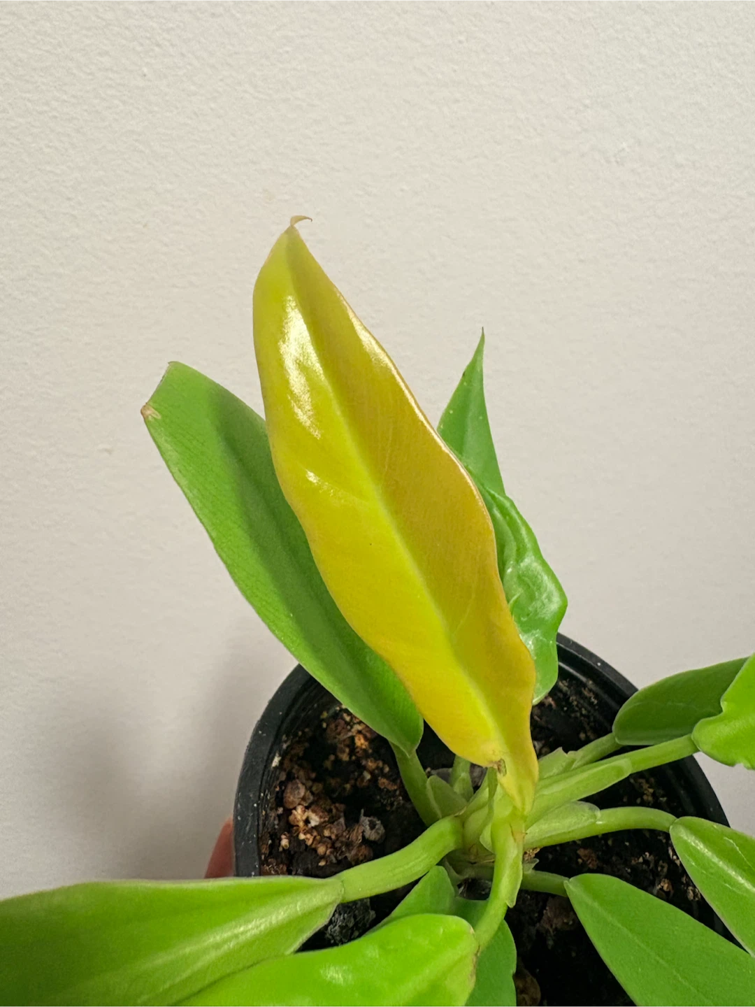 Philodendron Moonlight Houseplant - photo 3