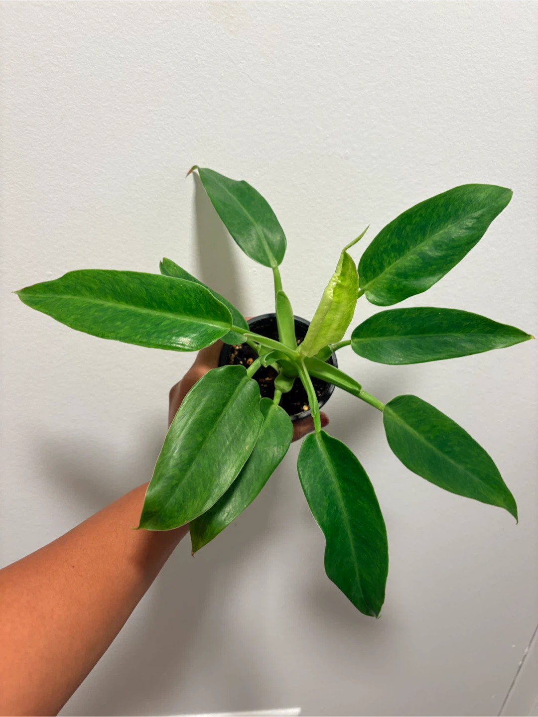 Philodendron plant
