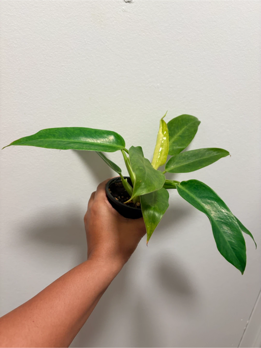 Philodendron plant - photo 2