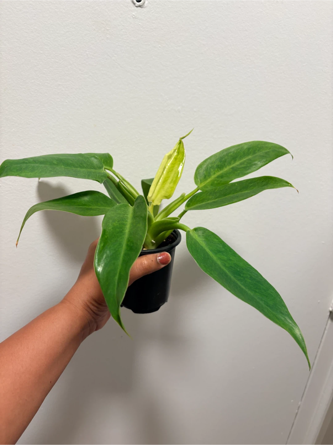 Philodendron plant - photo 3
