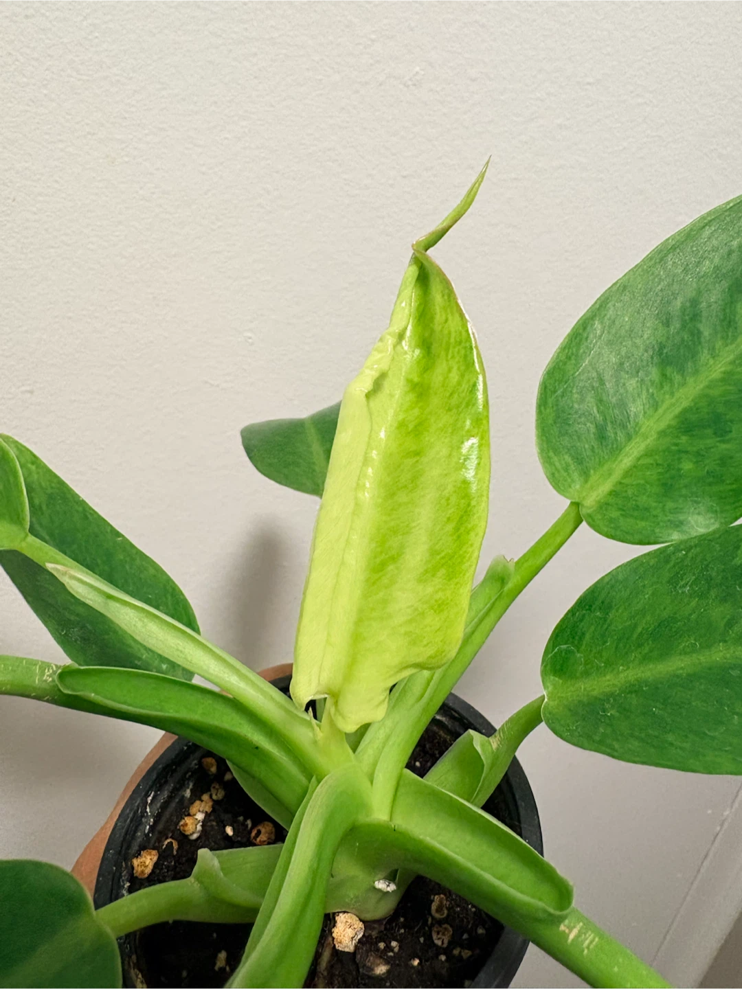 Philodendron plant - photo 4