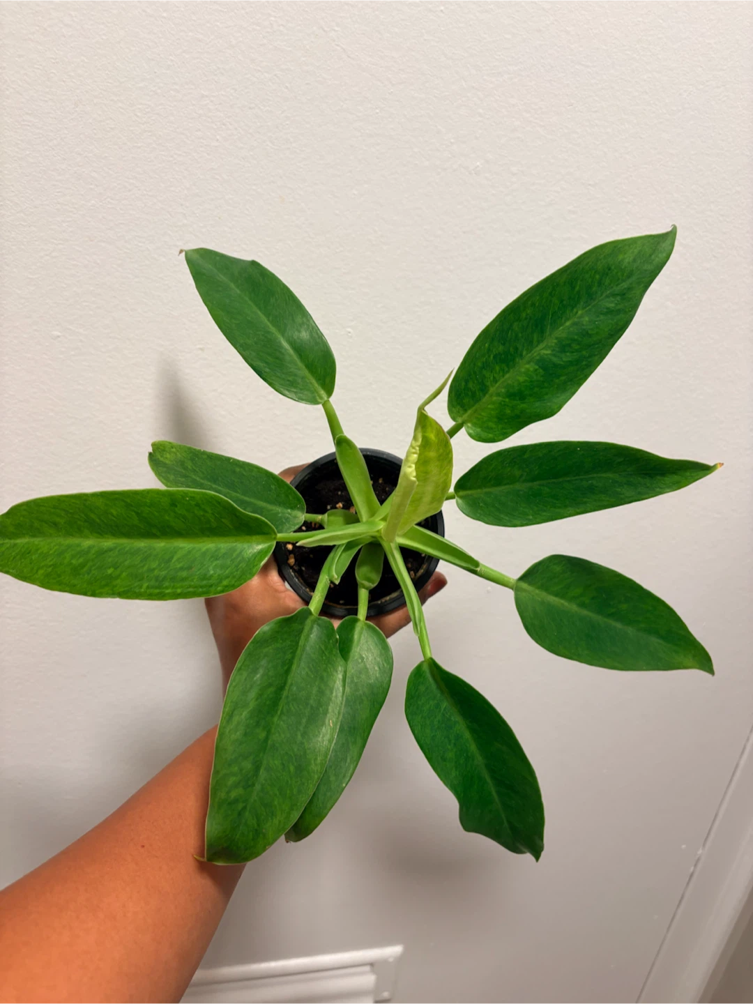 Philodendron plant - photo 5