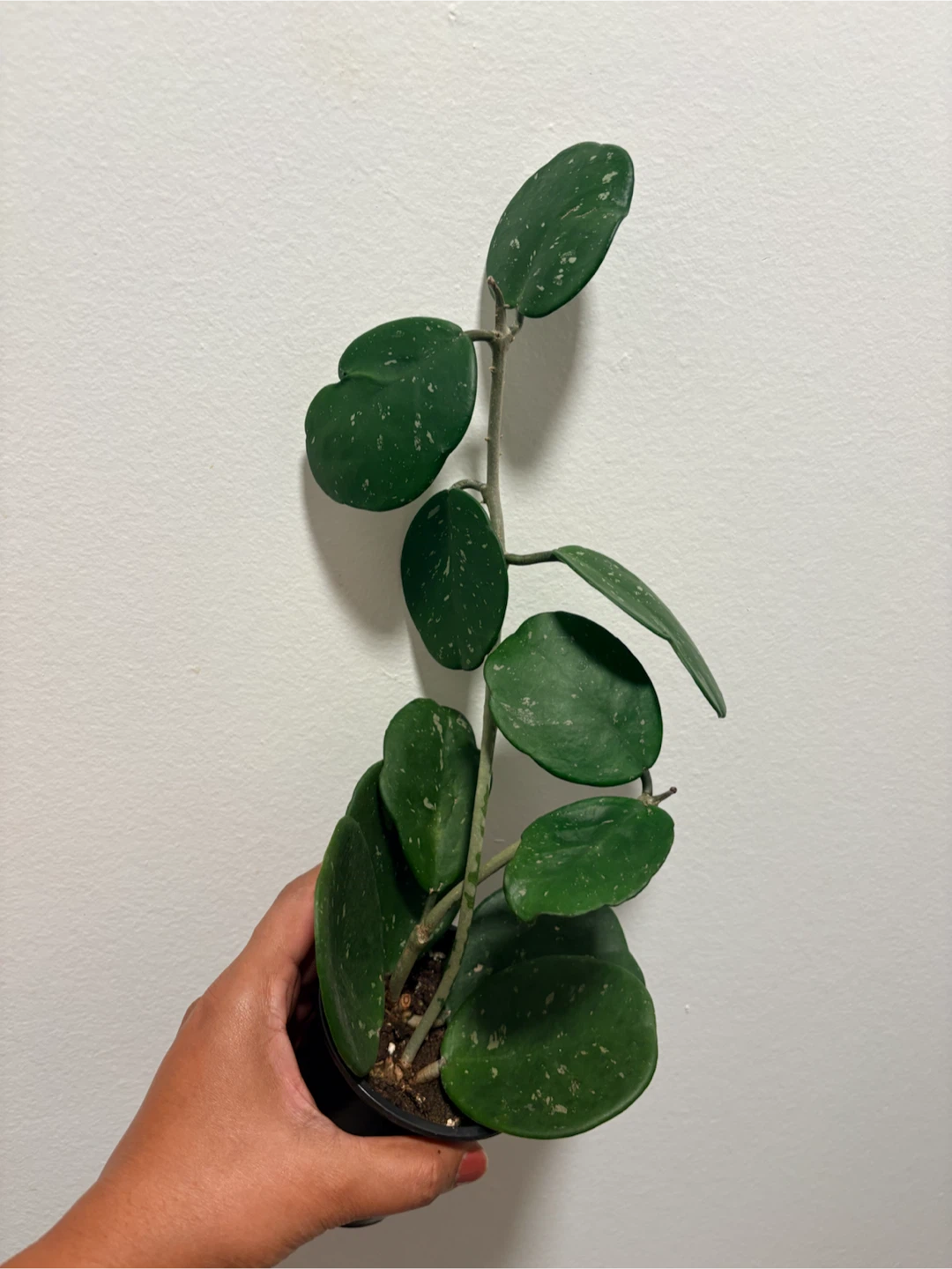 Hoya Obovata Splash plant