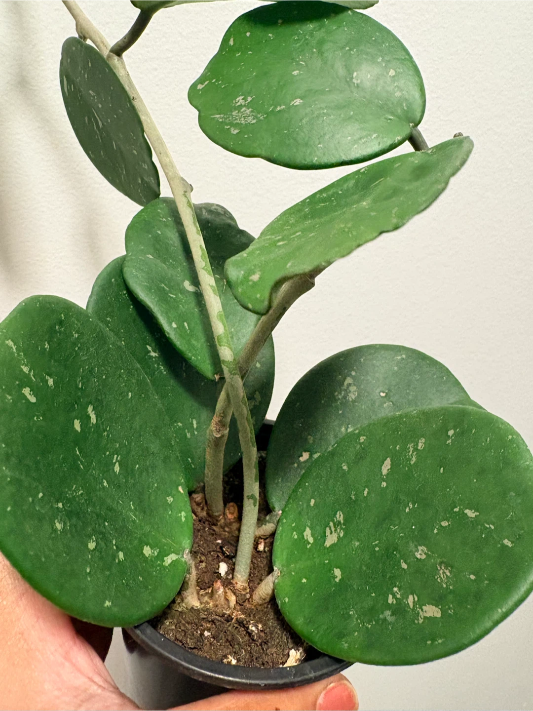 Hoya Obovata Splash plant - photo 2