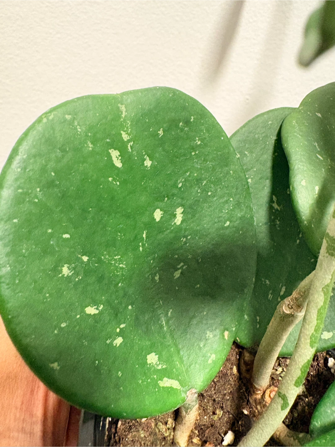 Hoya Obovata Splash plant - photo 3