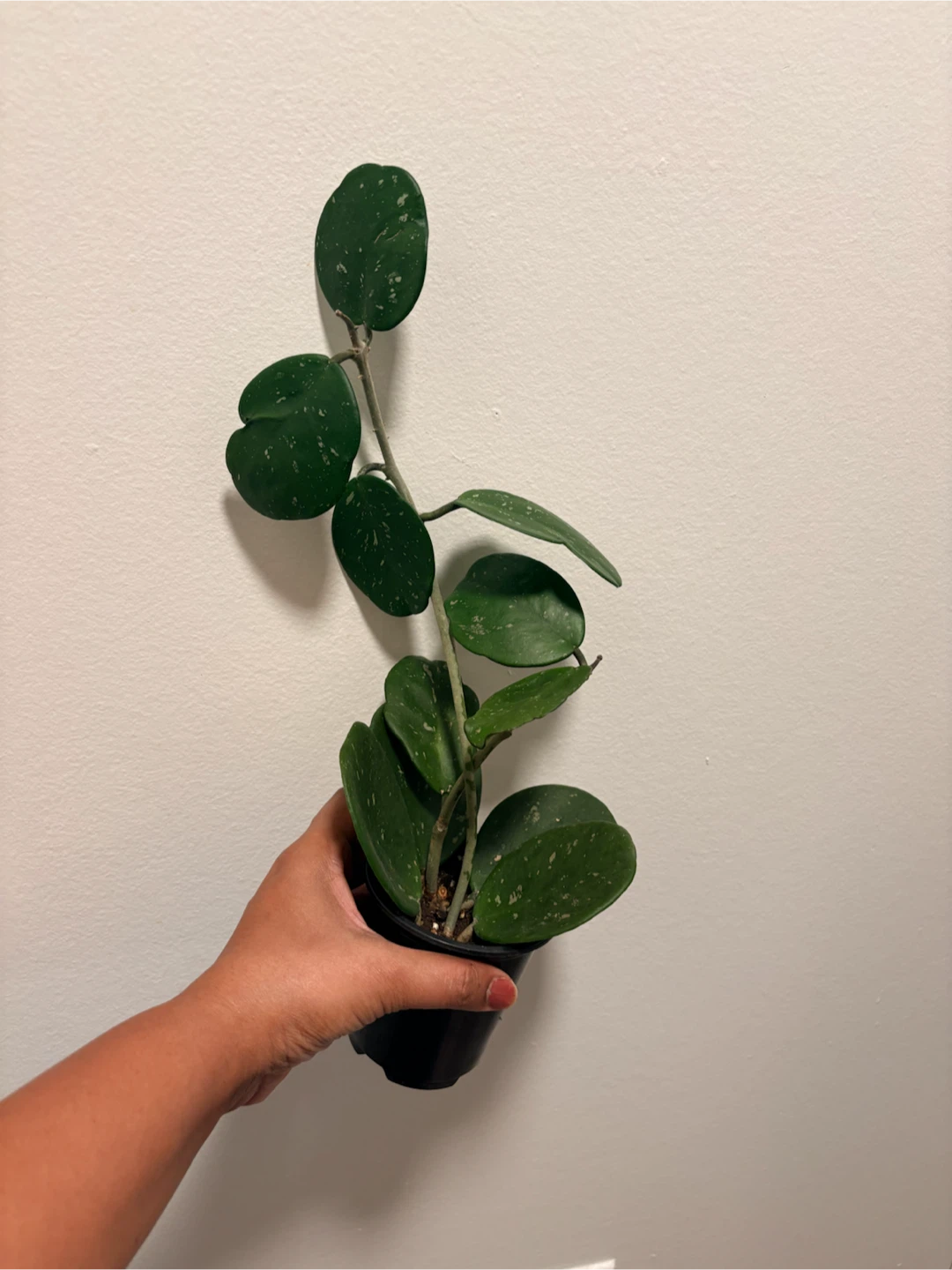 Hoya Obovata Splash plant - photo 4