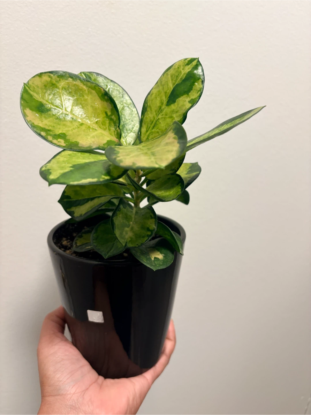 Hoya Australis Lisa - photo 2