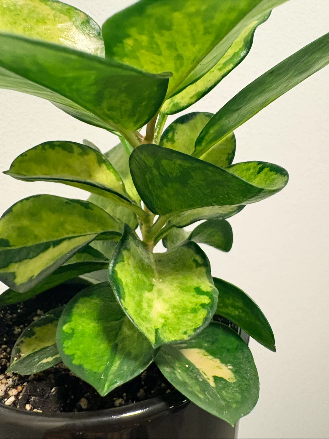 Hoya Australis Lisa - photo 3