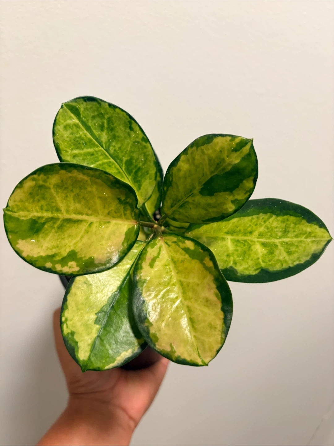 Hoya Australis Lisa - photo 4
