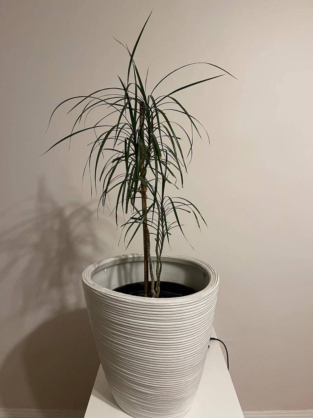Dracaena Marginata plant in white ribbed planter