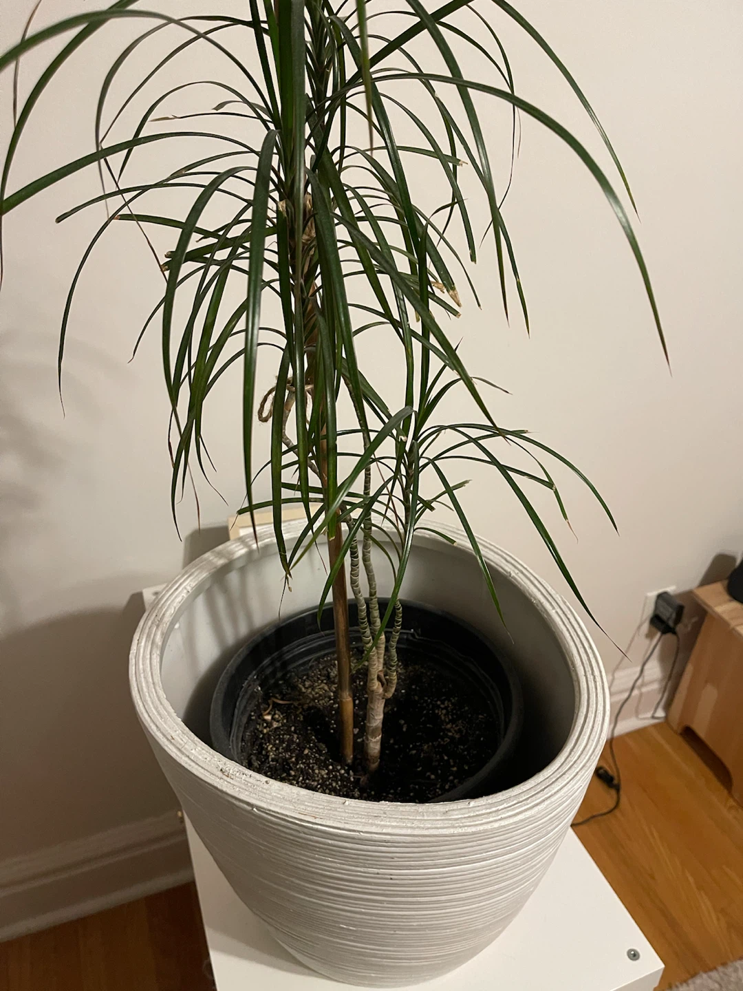 Dracaena Marginata plant in white ribbed planter - photo 2