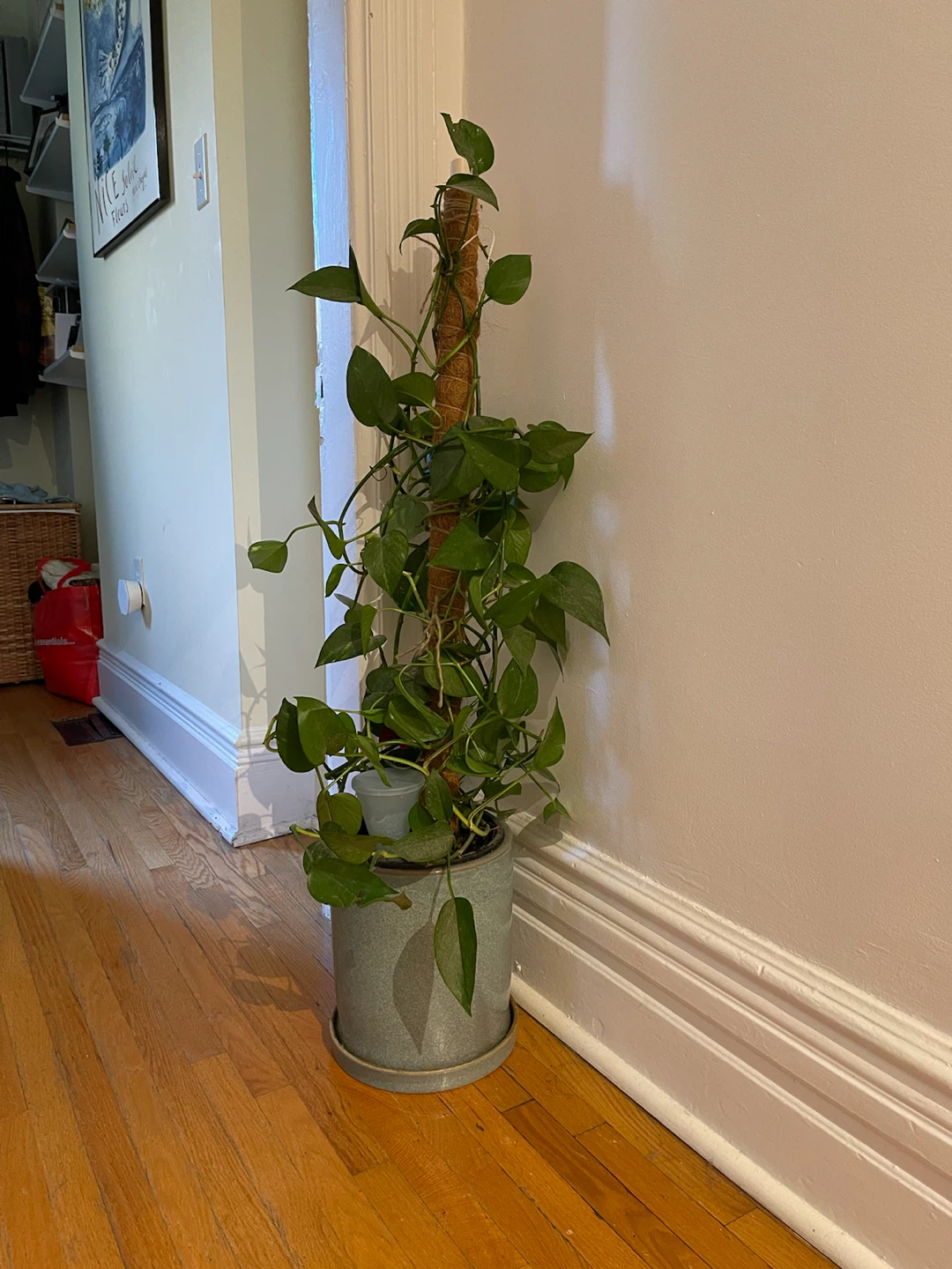 Big Pothos plant with moss pole and ceramic pot