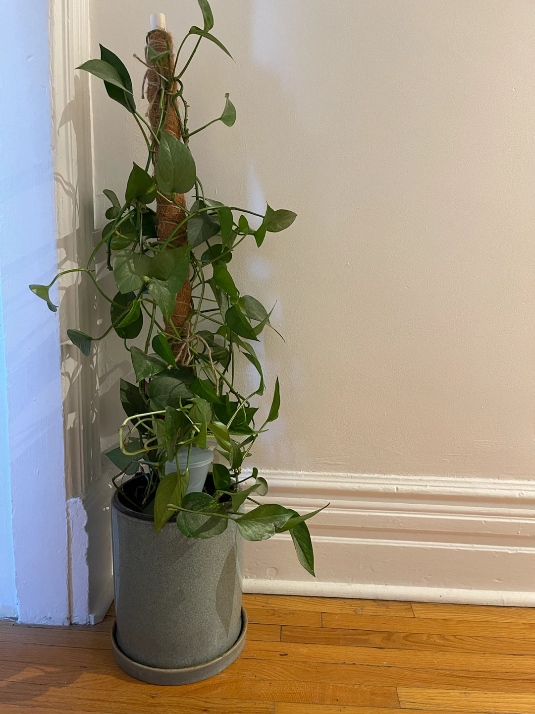 Big Pothos plant with moss pole and ceramic pot - photo 2