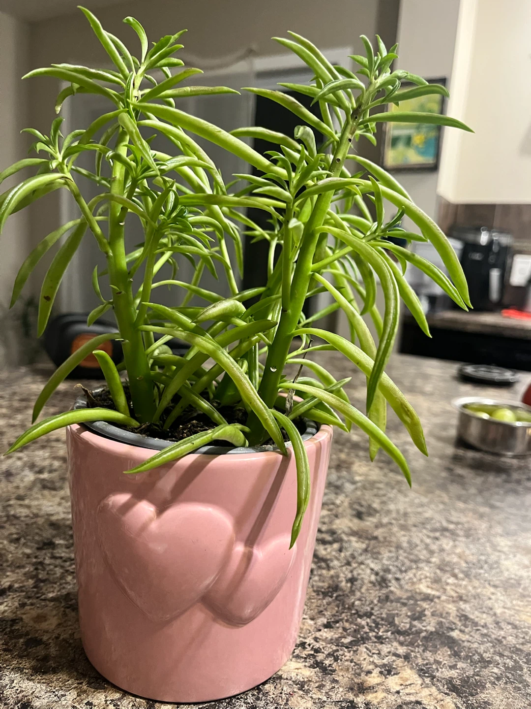 Pilea Plant in Pink Heart Pot