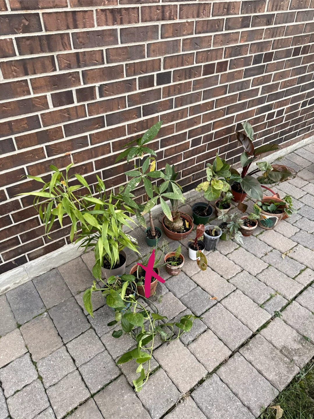 Bundle ofAssorted Houseplants looking for a new home