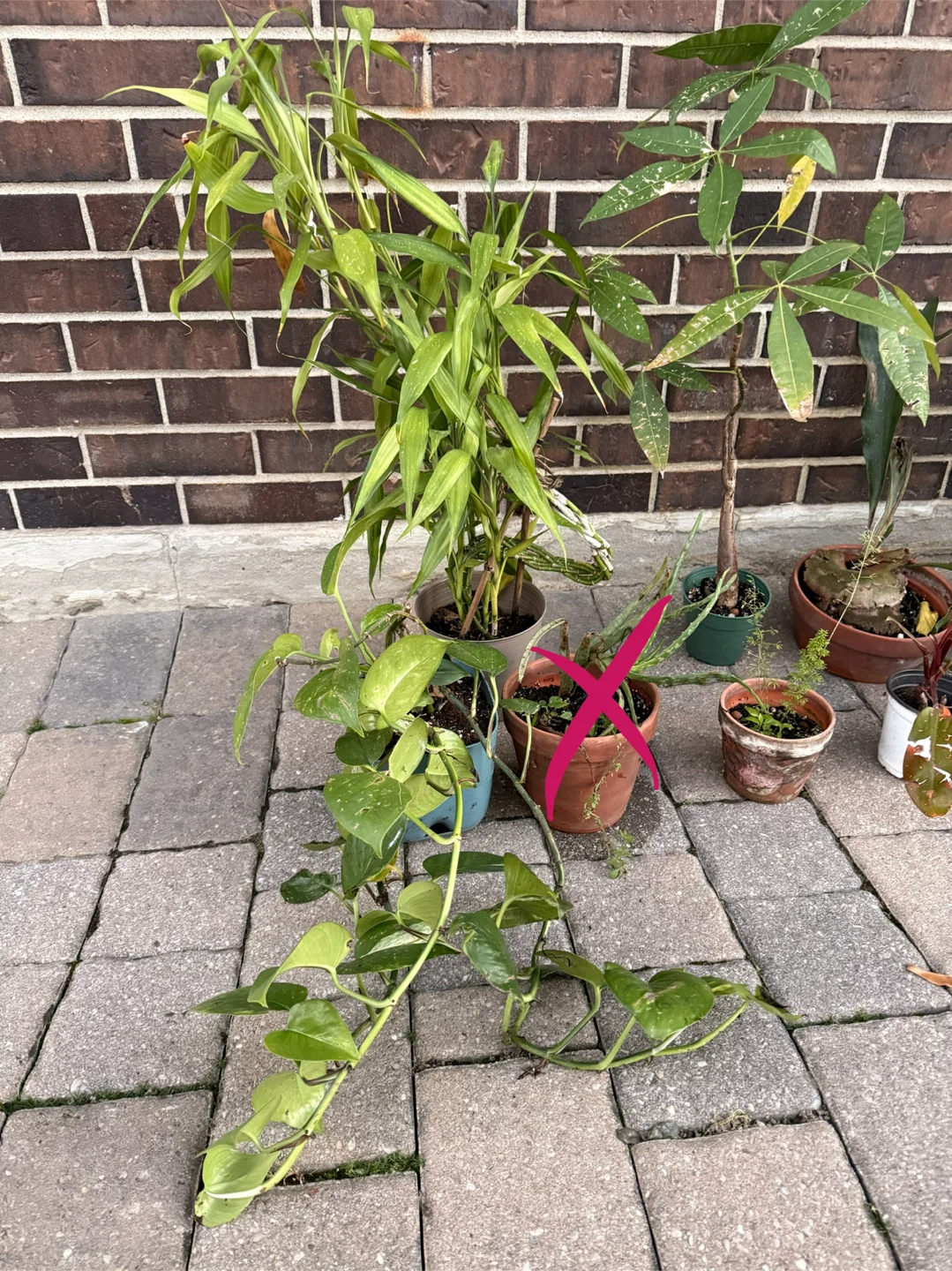 Bundle ofAssorted Houseplants looking for a new home - photo 2