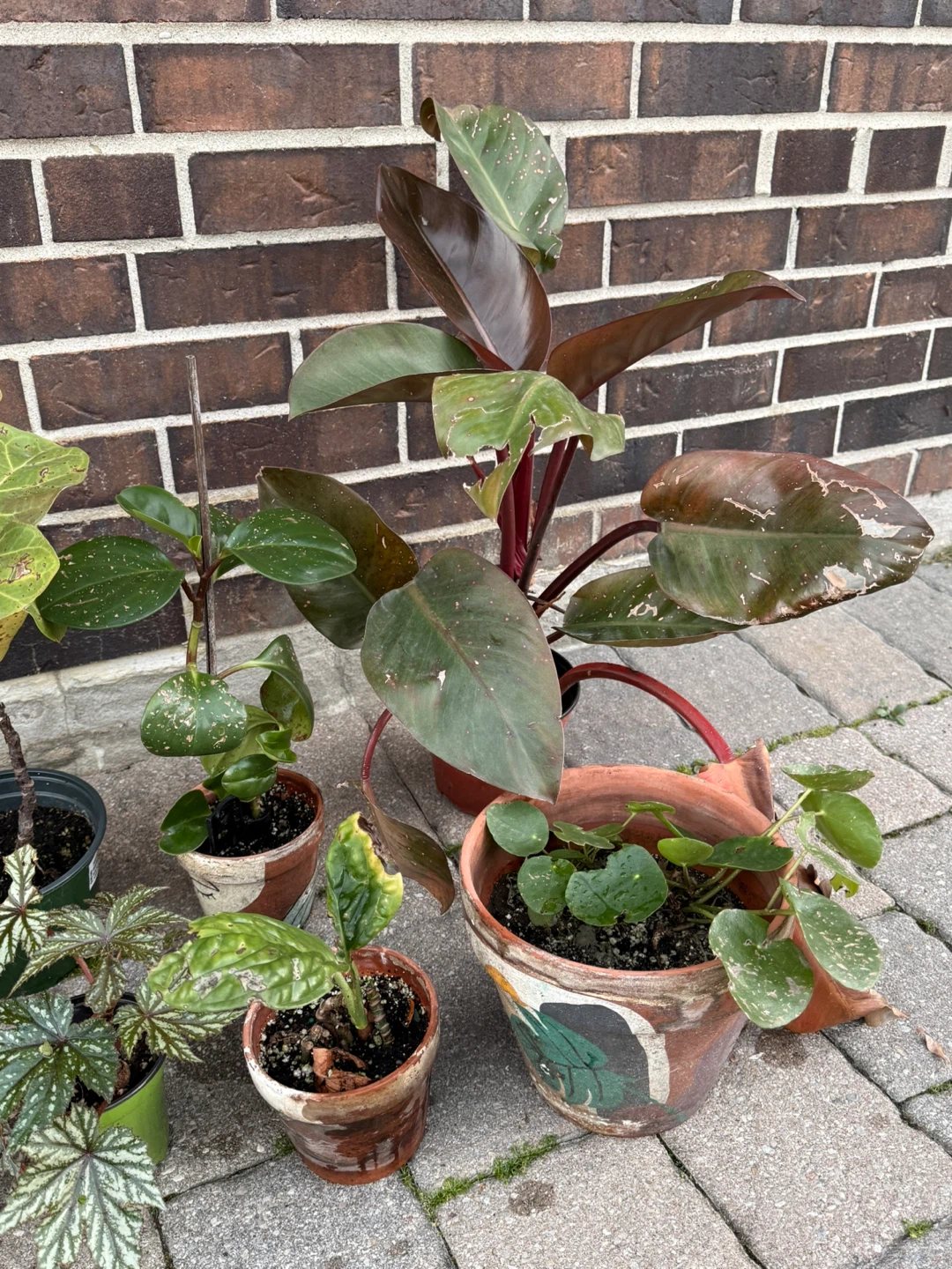 Bundle ofAssorted Houseplants looking for a new home - photo 3