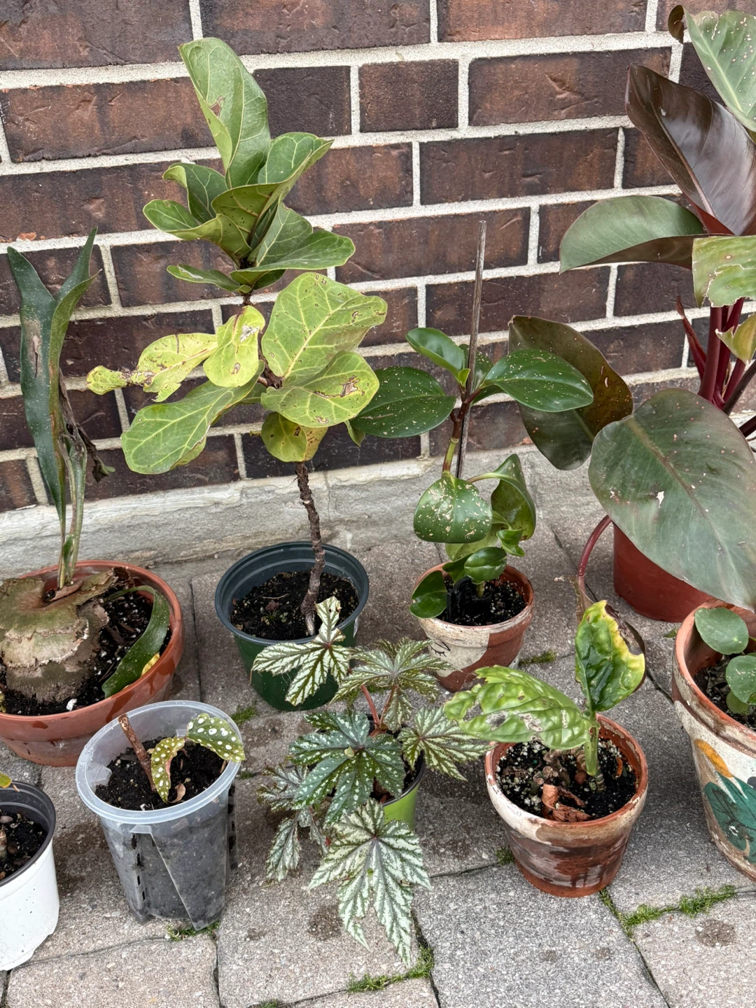 Bundle ofAssorted Houseplants looking for a new home - photo 4
