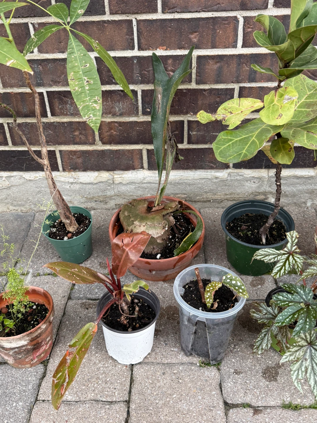 Bundle ofAssorted Houseplants looking for a new home - photo 5