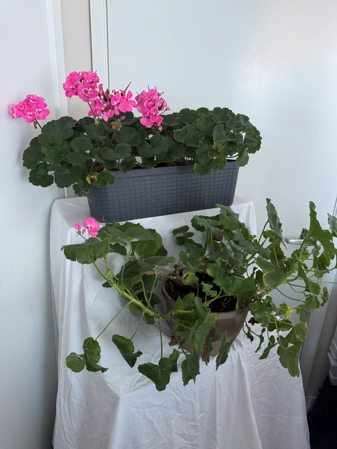 Both Beautiful Huge Pink Real Geranium Plants (Real Plants)