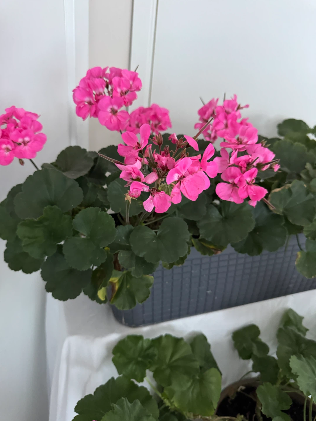 Both Beautiful Huge Pink Real Geranium Plants (Real Plants) - photo 2