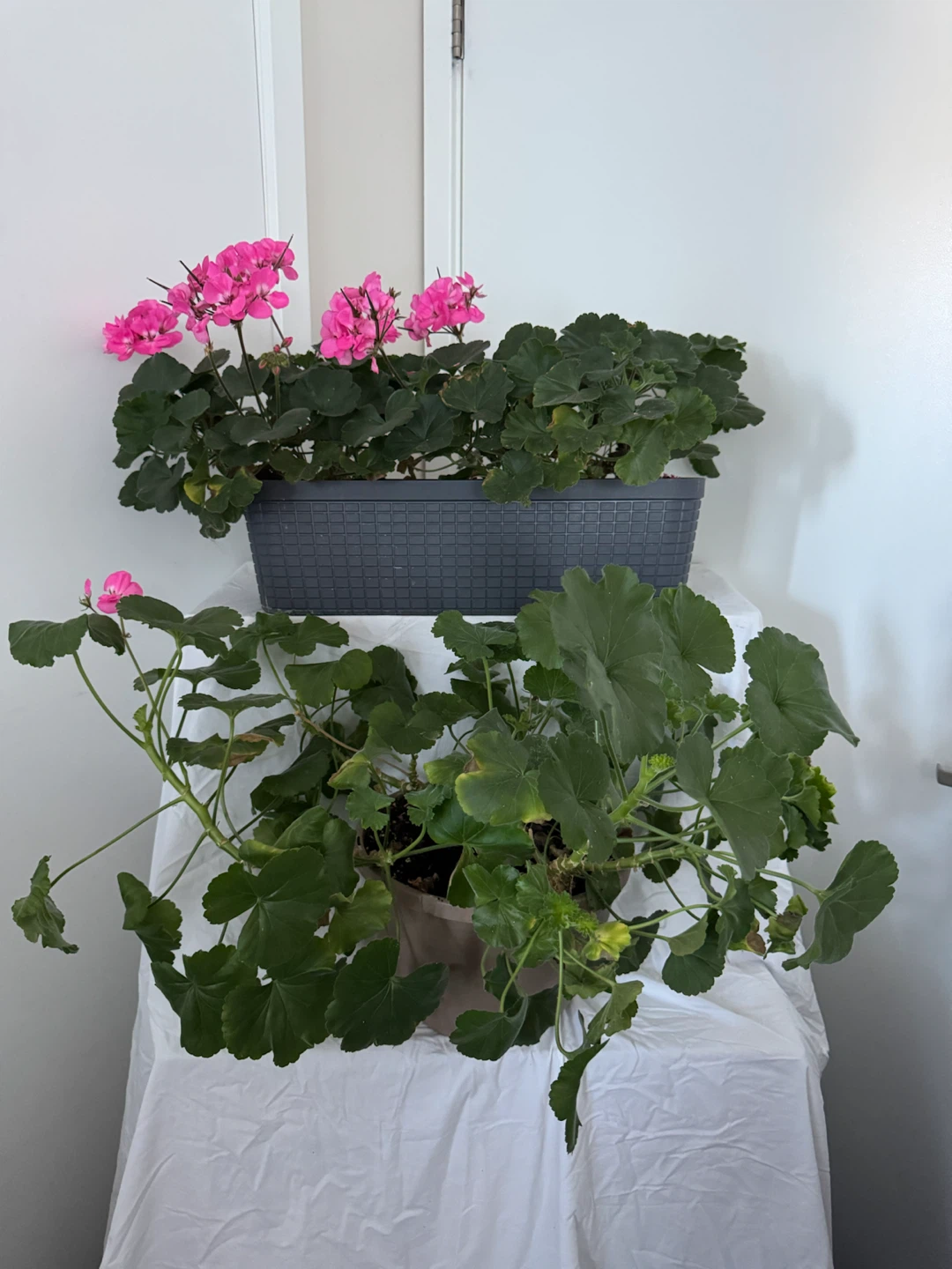 Both Beautiful Huge Pink Real Geranium Plants (Real Plants) - photo 4