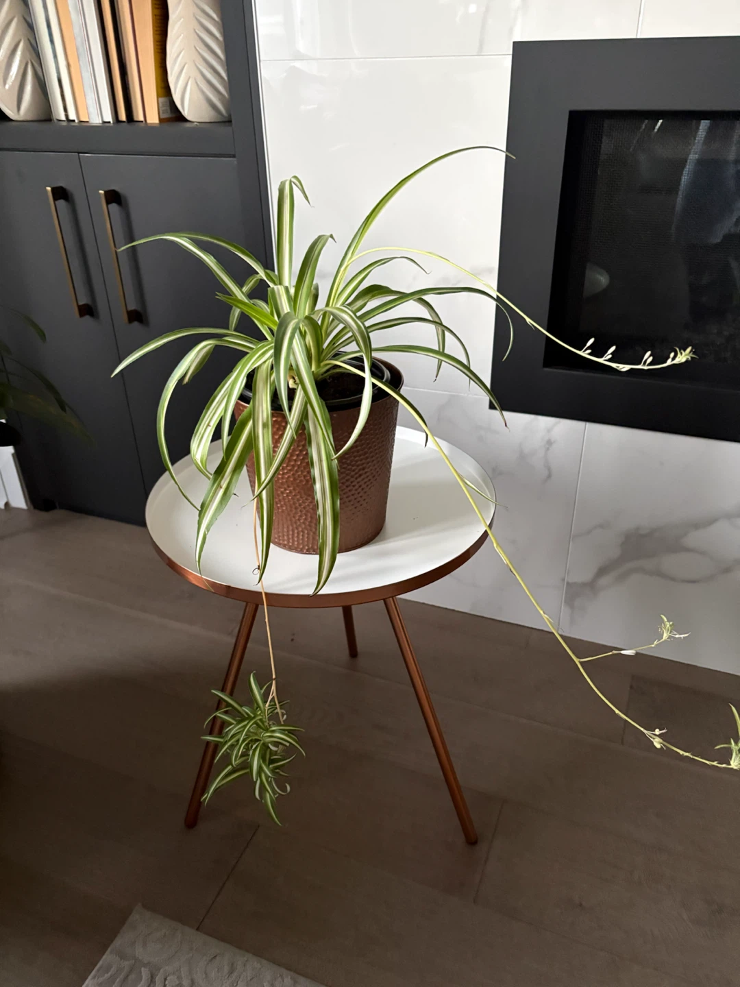 Spider houseplant potted