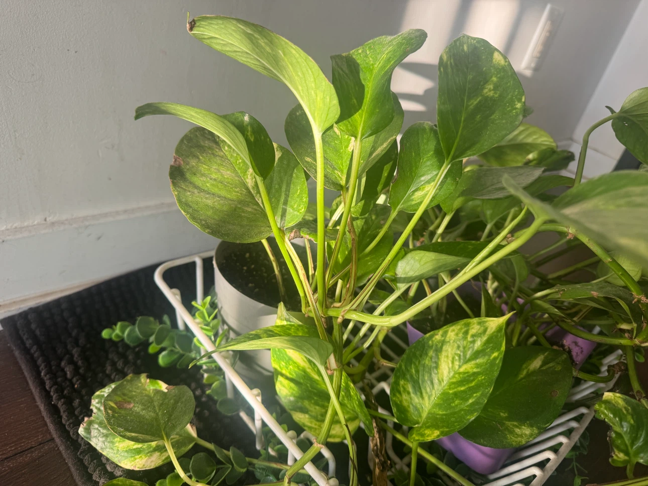 Variegated Pothos Houseplant
