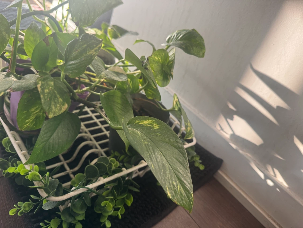 Variegated Pothos Houseplant - photo 2