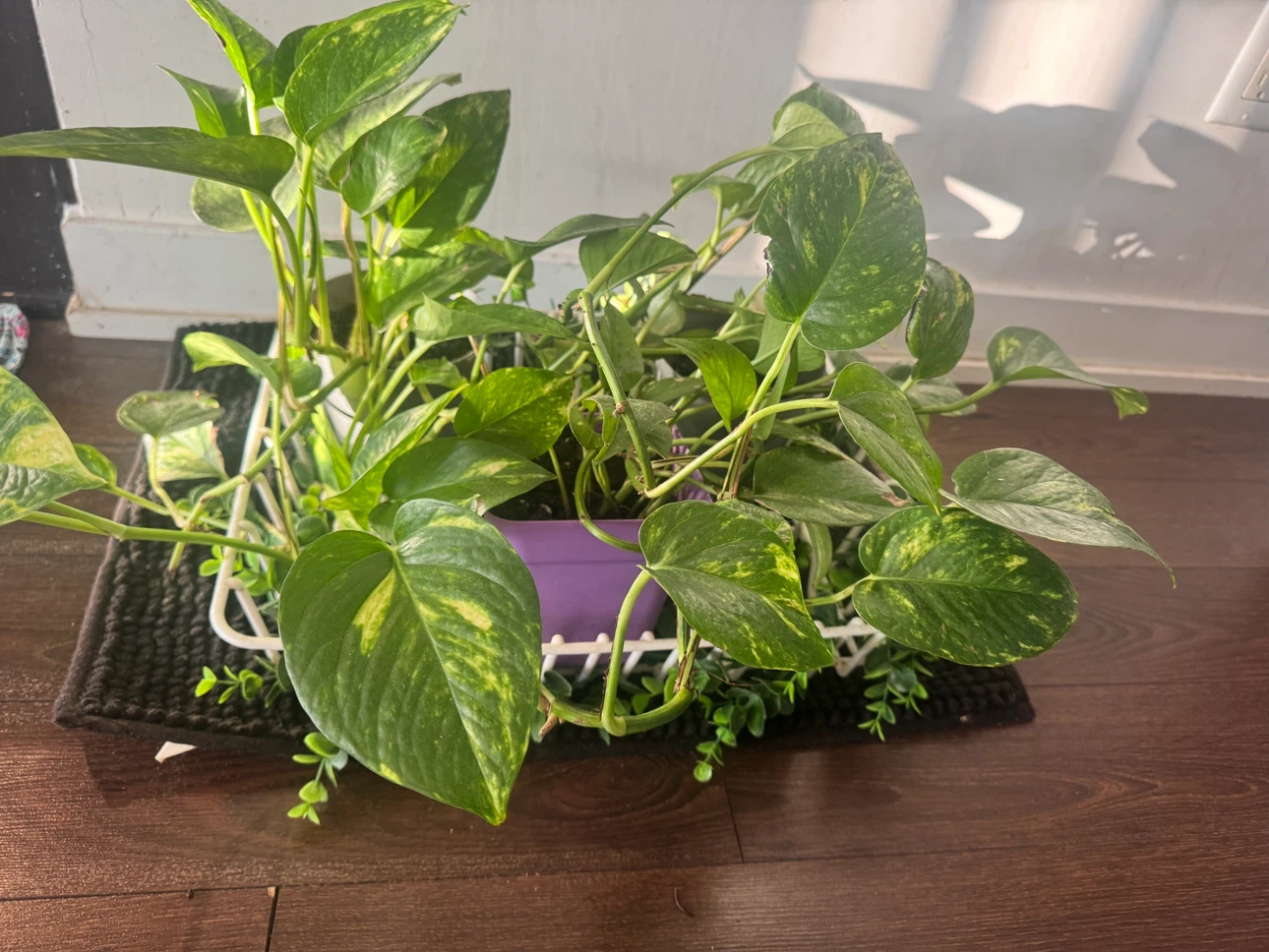 Variegated Pothos Houseplant - photo 3