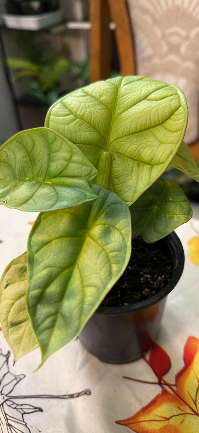 Alocasia Dragon Scale plant
