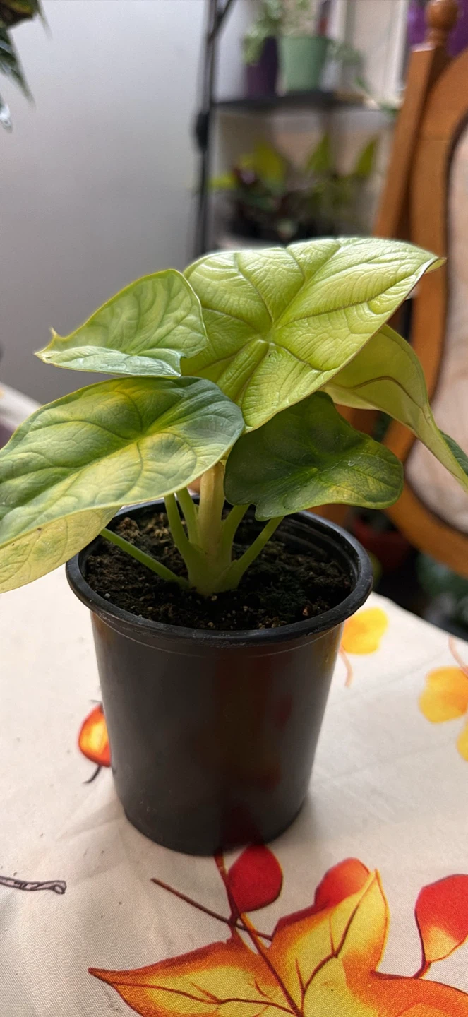 Alocasia Dragon Scale plant - photo 2