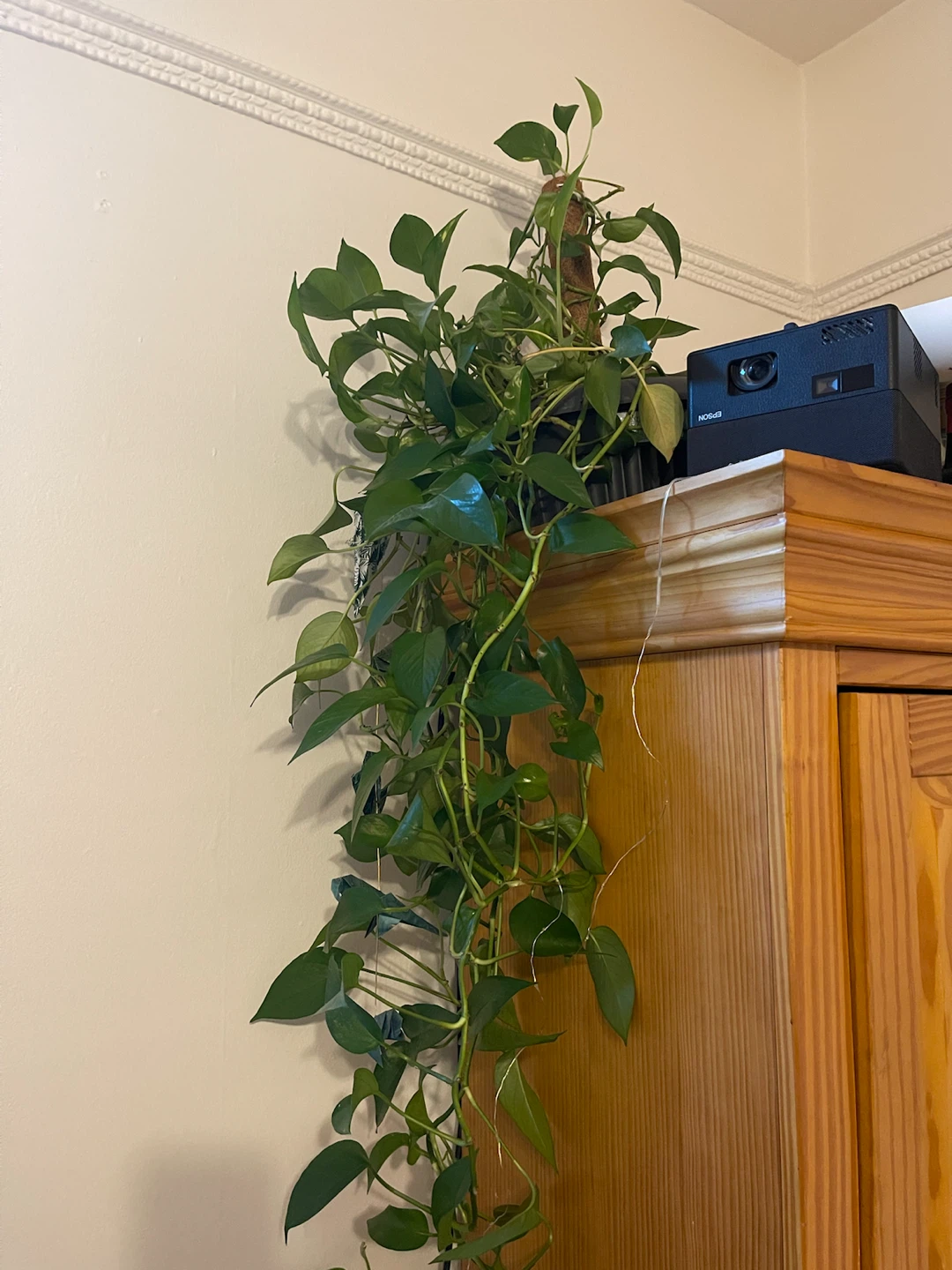Healthy 50 inches Pothos Plant with Moss Pole