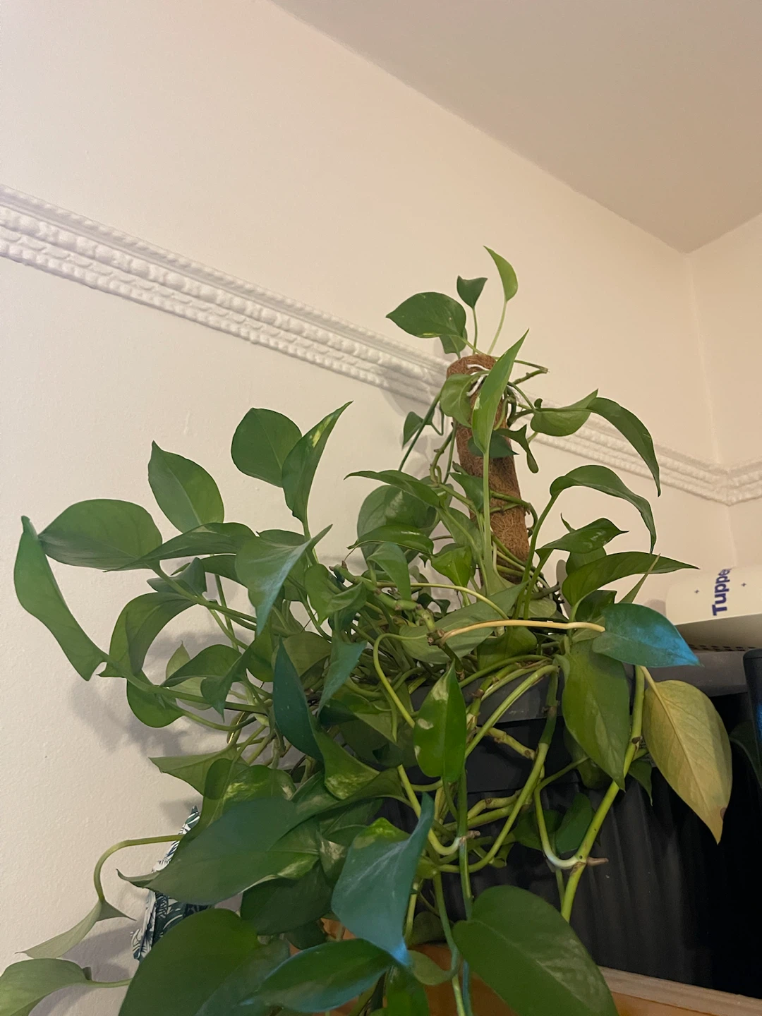 Healthy 50 inches Pothos Plant with Moss Pole - photo 2