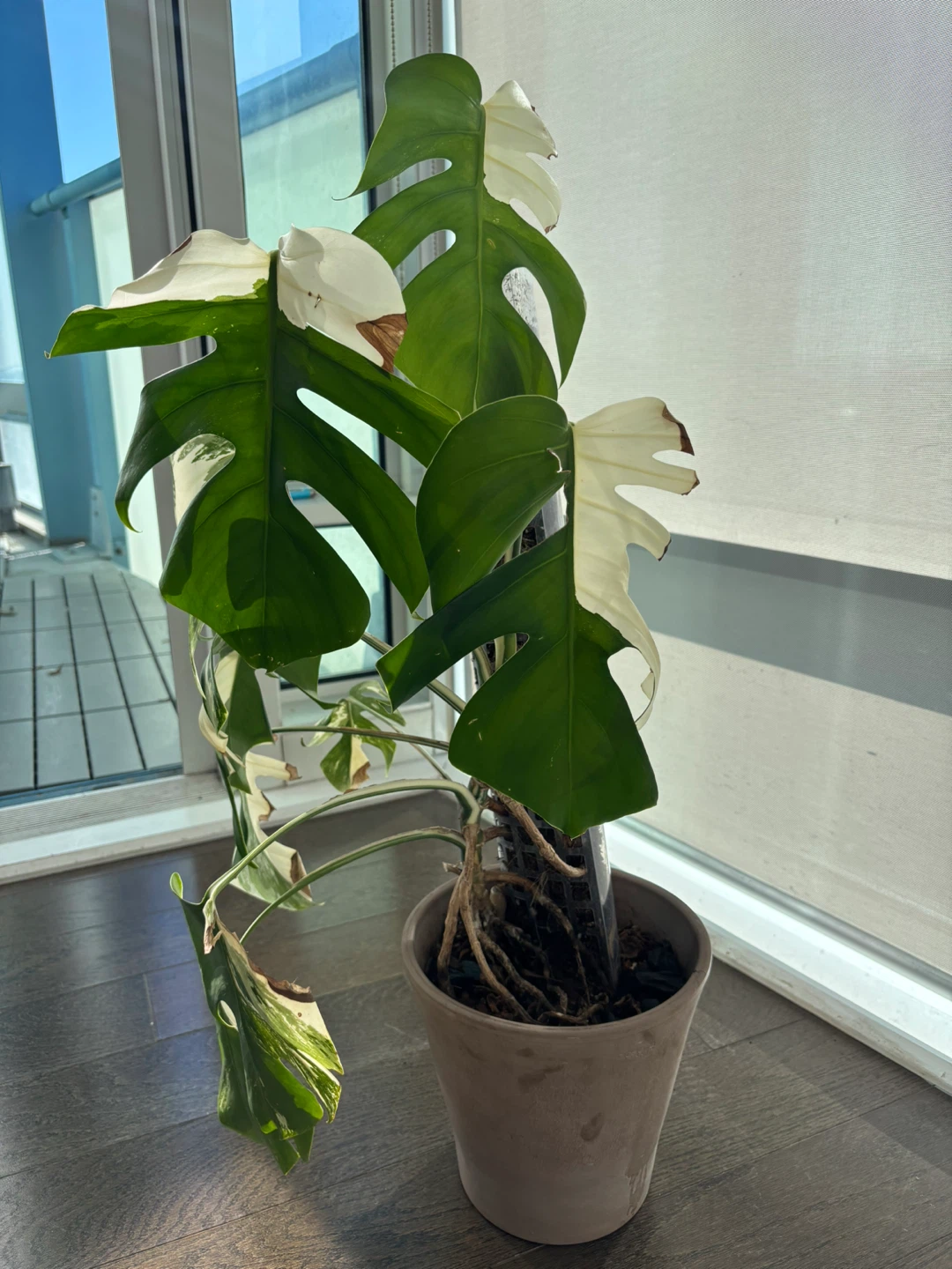 Monstera Albo Variegata