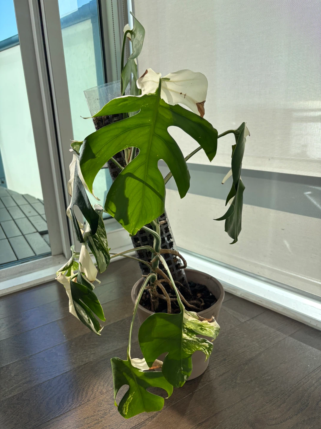 Monstera Albo Variegata - photo 2