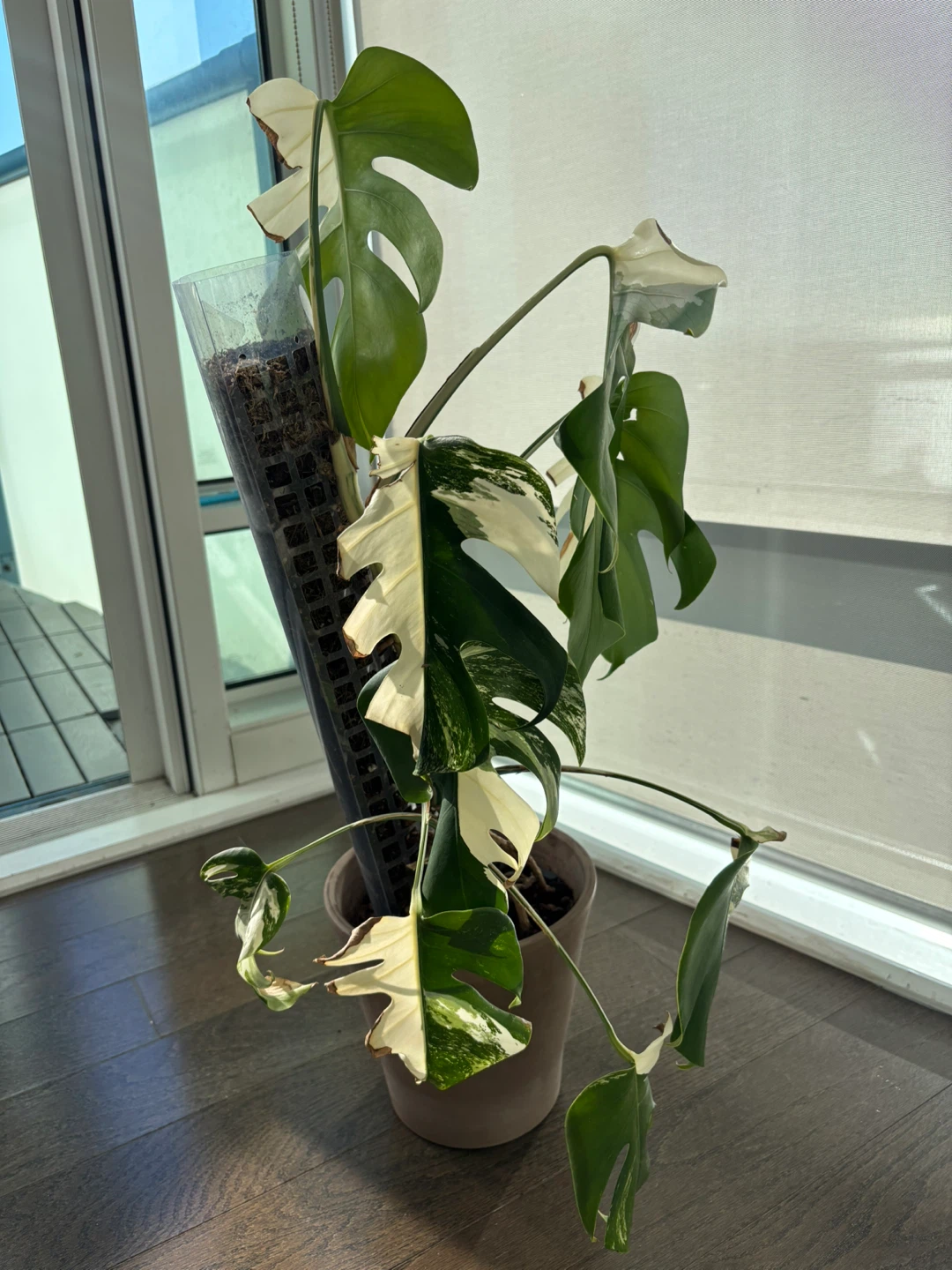 Monstera Albo Variegata - photo 3