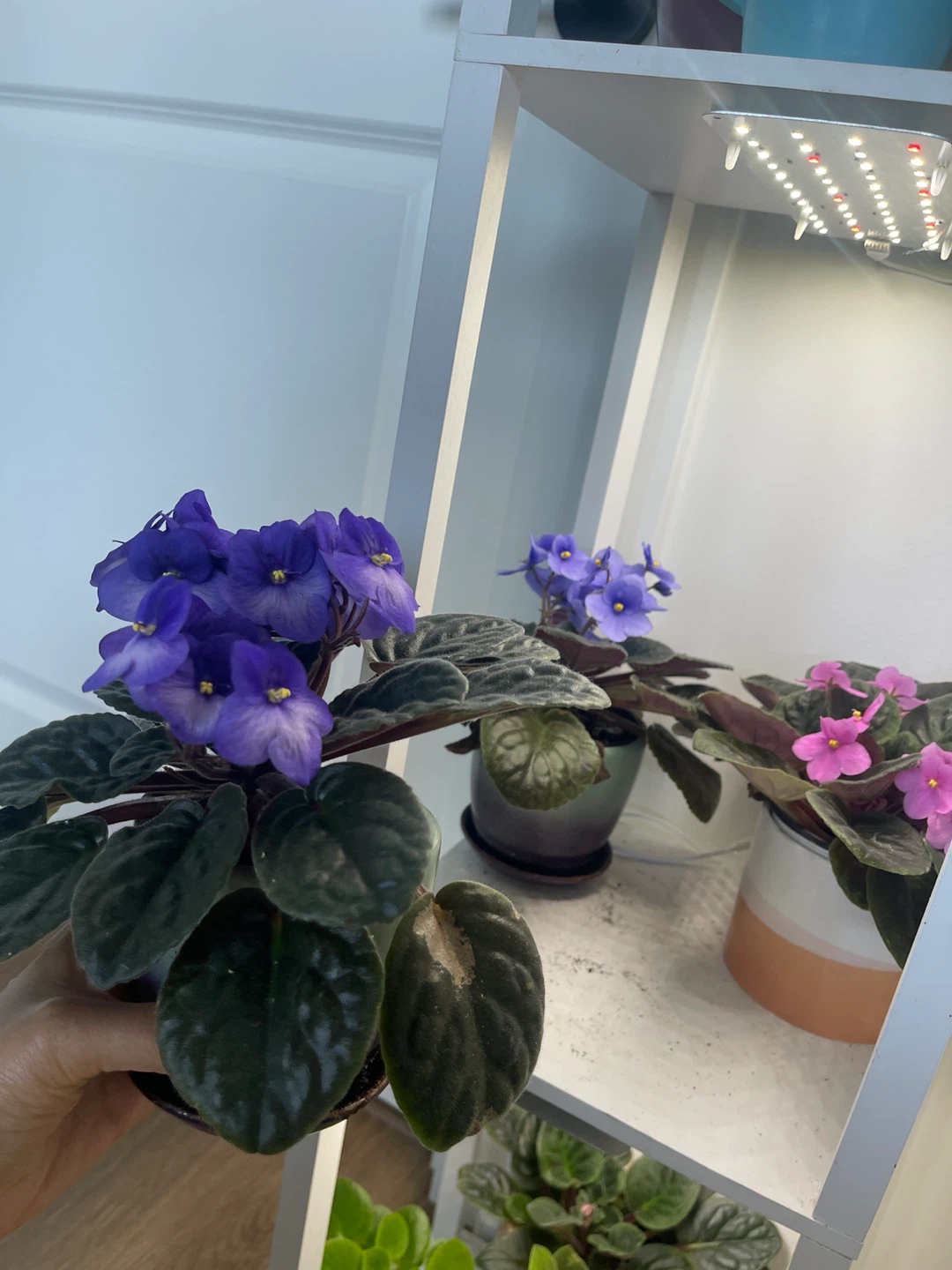 African Violet Potted Plant