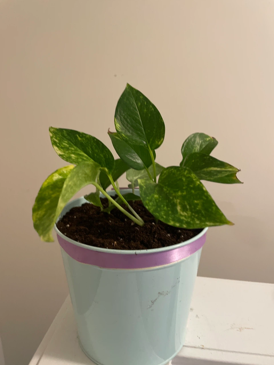 Golden Pothos in Blue Metal Pot