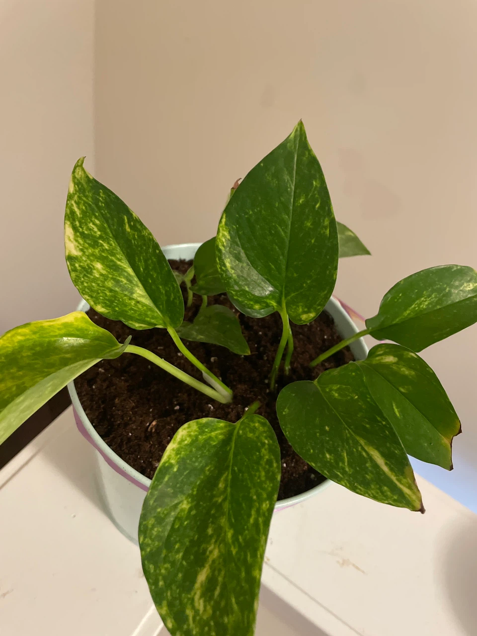 Golden Pothos in Blue Metal Pot - photo 2