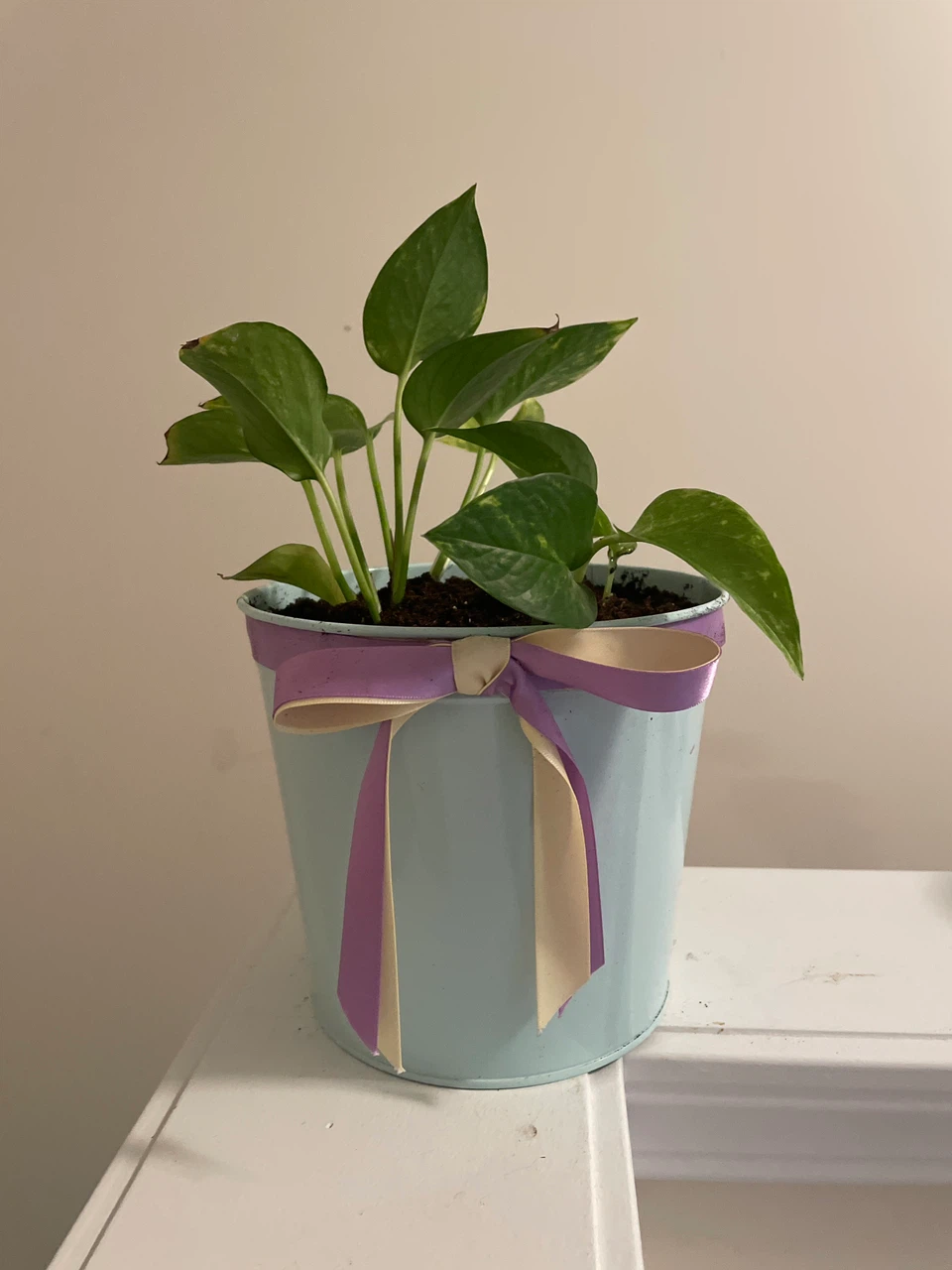 Golden Pothos in Blue Metal Pot - photo 3