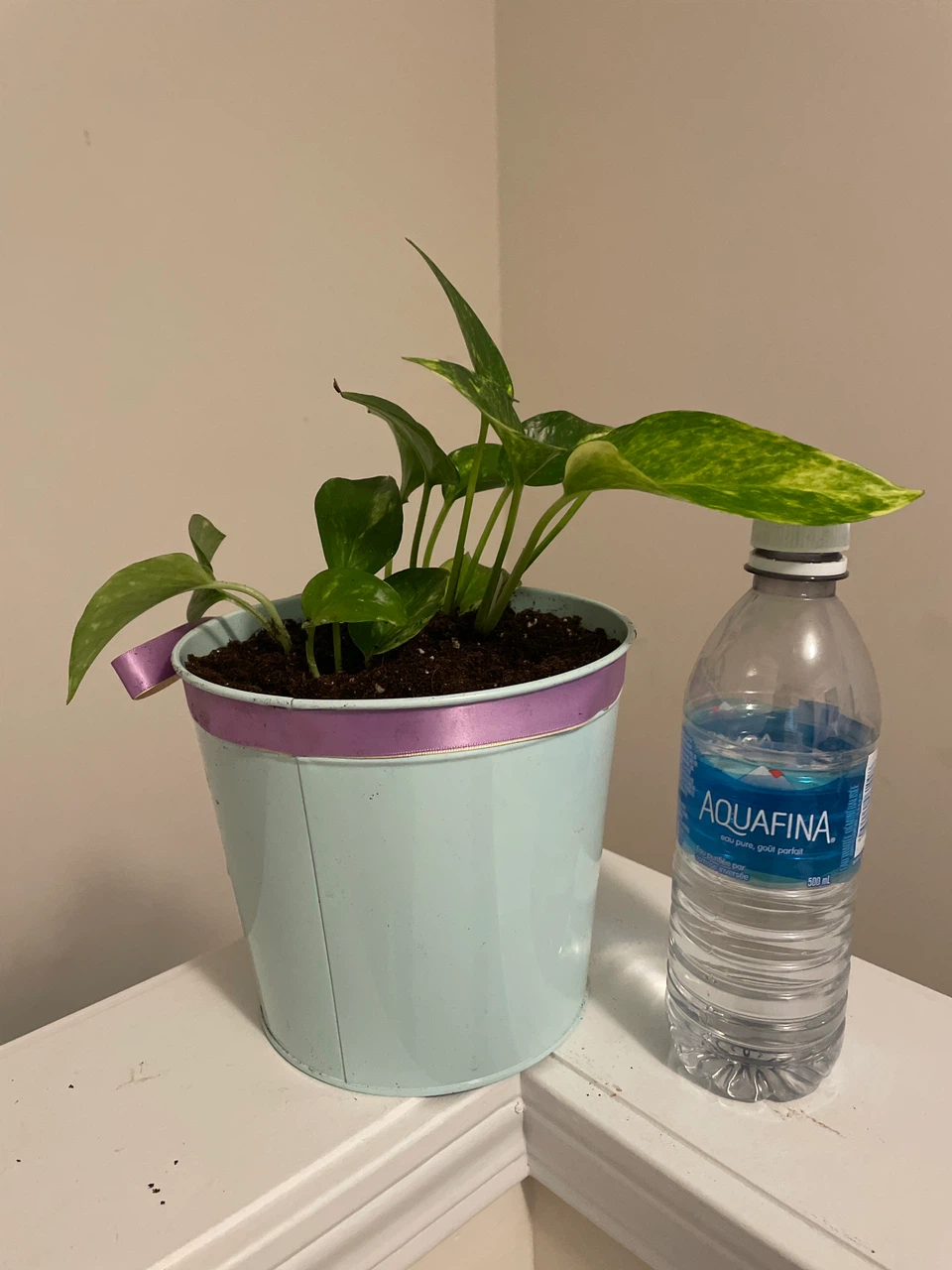 Golden Pothos in Blue Metal Pot - photo 4