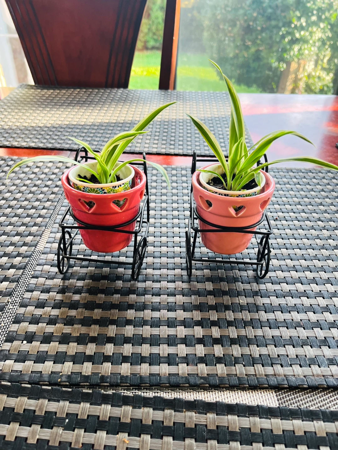Spider PLANT SET in ceramic pot with metal cart