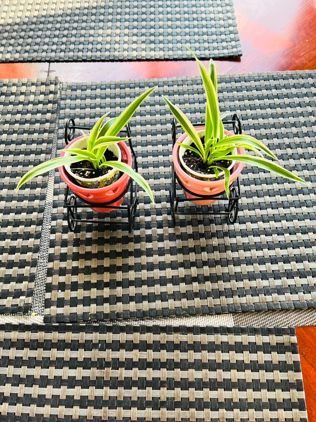 Spider PLANT SET in ceramic pot with metal cart - photo 2