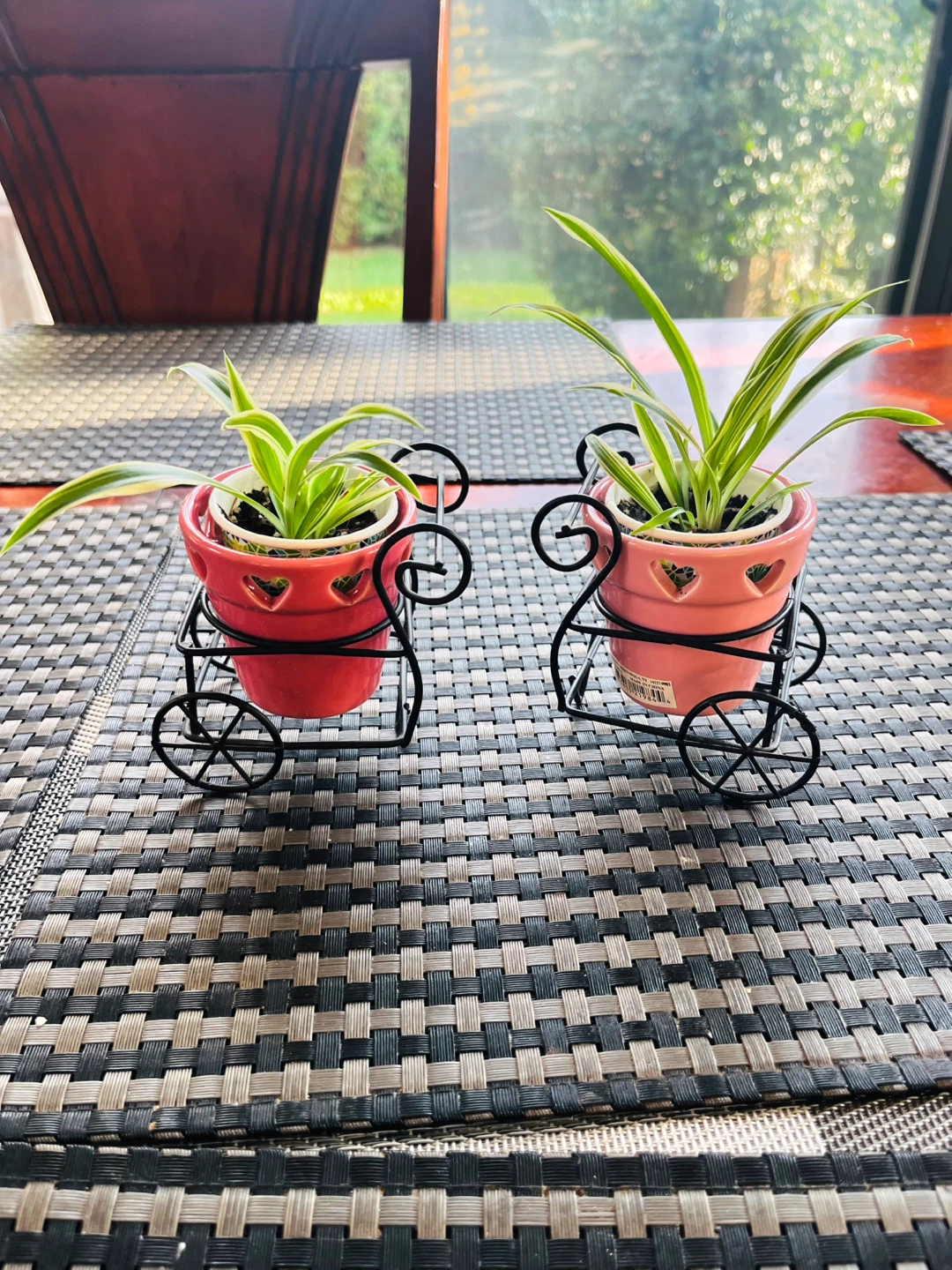 Spider PLANT SET in ceramic pot with metal cart - photo 3