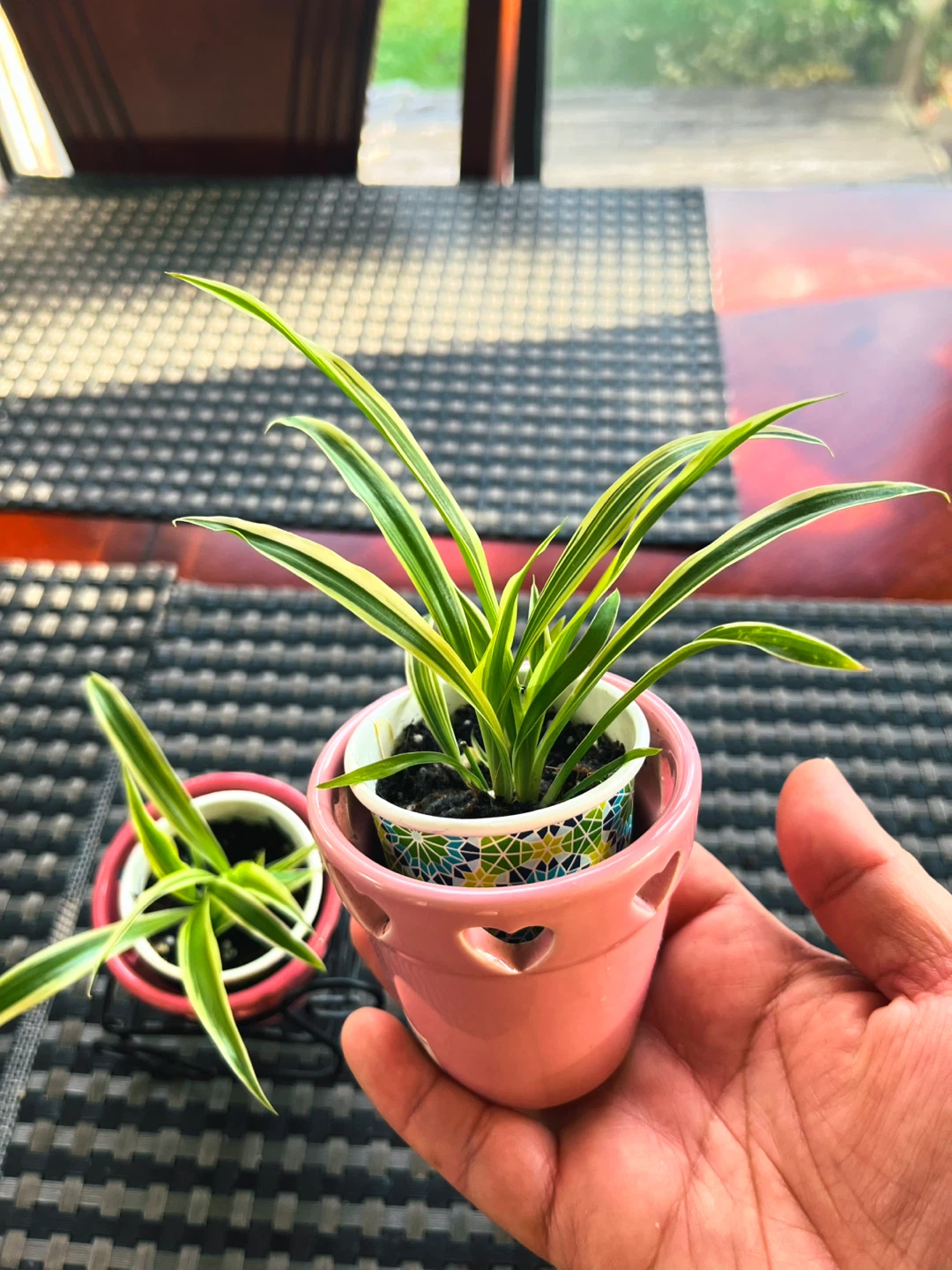 Spider PLANT SET in ceramic pot with metal cart - photo 4