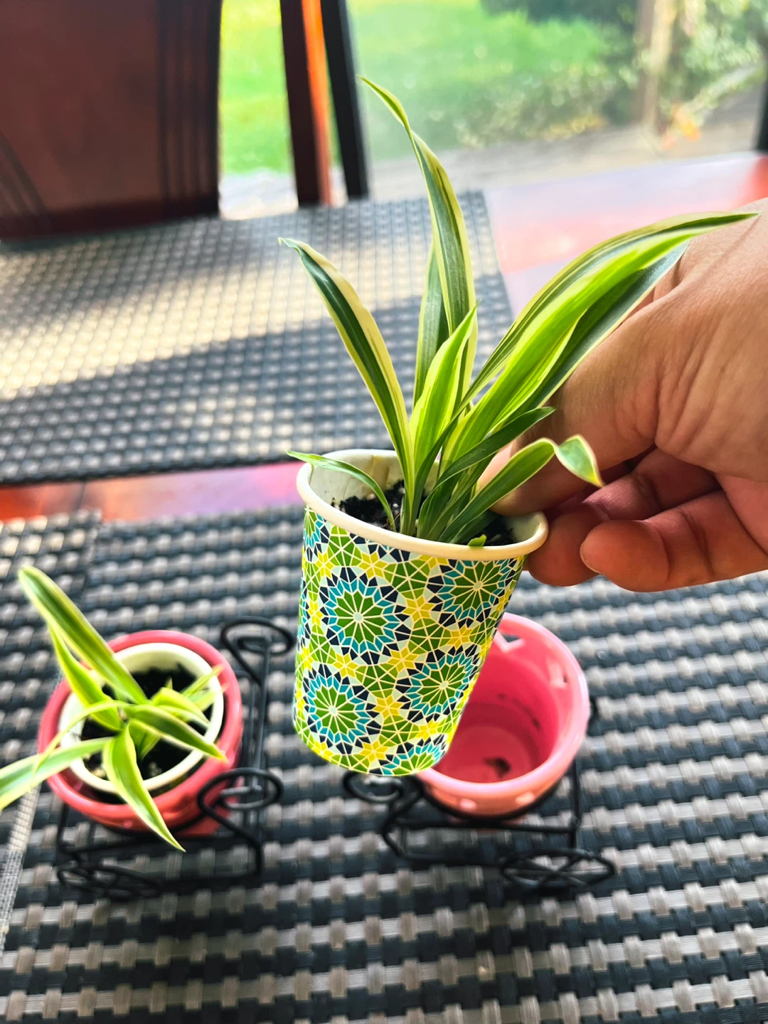 Spider PLANT SET in ceramic pot with metal cart - photo 5